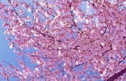 cherry blossoms